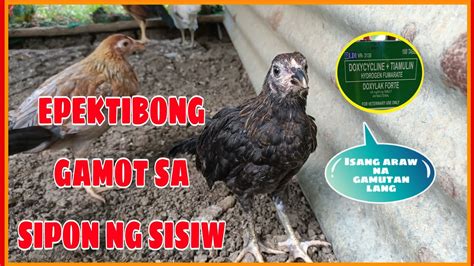 gamot sa sisiw na may sipon|Sipon: Lahat ng dapat mong malaman tungkol dito .
